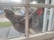 Barnyard hen seen through window at 106 Church St, Reevesville, SC 29471