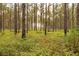 Sun shining through a dense pine forest with green undergrowth at 4285 Clover Hill Rd, Green Pond, SC 29446