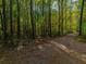 Path through a sunny wooded area at 112 Canewood Ln, Ridgeville, SC 29472