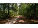 Sandy trail through a lush wooded area at 0 Tuten Road, Round O, SC 29474