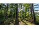 Sunlight dapples through lush forest with tall trees and undergrowth at 0 Tuten Road, Round O, SC 29474