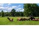 Goats grazing in a lush green pasture with trees in the background at 0 Tuten Road, Round O, SC 29474