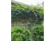 Green wall with climbing plants and trellis at 211 Ilderton St, Summerville, SC 29483