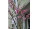 Peach tree in full bloom with pink flowers at 211 Ilderton St, Summerville, SC 29483