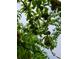 Tree branches laden with ripening peaches at 211 Ilderton St, Summerville, SC 29483