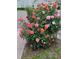 Vibrant rose bush with pink and orange blooms at 211 Ilderton St, Summerville, SC 29483