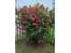 Red climbing rose bush with honeysuckle at 211 Ilderton St, Summerville, SC 29483
