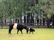 Belted Galloway cow and calf in a grassy field, showcasing a serene farm setting at 9004 Topwater Ln, Johns Island, SC 29455