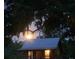 Cozy cabin glowing warmly at dusk under large trees at 1661 Lonnie Taylor Ln, Wadmalaw Island, SC 29487