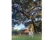 Charming cabin nestled under a large oak tree with goats at 1661 Lonnie Taylor Ln, Wadmalaw Island, SC 29487