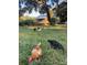 Chickens and goats grazing in a grassy pasture at 1661 Lonnie Taylor Ln, Wadmalaw Island, SC 29487