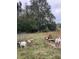 Serene pasture with goats, a hammock, and wooden bench at 1661 Lonnie Taylor Ln, Wadmalaw Island, SC 29487