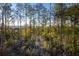 Lush forest with tall trees and a distant view of the water at 1623 Cultivation Lane St # 446, Mount Pleasant, SC 29466