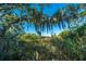 Lush trees with Spanish moss hanging from branches at 46 Chadwick Dr, Charleston, SC 29407