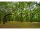 Lush green landscape with mature trees and Spanish moss at 8389 Chisolm Plantation Rd, Edisto Island, SC 29438