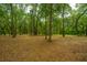 Wooded area with lush green trees and ground cover at 8389 Chisolm Plantation Rd, Edisto Island, SC 29438