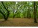 Wooded lot with mature trees and ground cover at 8389 Chisolm Plantation Rd, Edisto Island, SC 29438