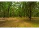 Serene wooded lot with moss-draped trees and dappled sunlight on the ground at 8389 Chisolm Plantation Rd, Edisto Island, SC 29438