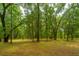 Sunlight filters through the trees onto the ground of a secluded, wooded lot at 8389 Chisolm Plantation Rd, Edisto Island, SC 29438