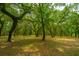 Tranquil view of a secluded lot with mature trees and dappled sunlight at 8389 Chisolm Plantation Rd, Edisto Island, SC 29438