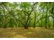 Picturesque view of a wooded lot with a majestic oak tree as the centerpiece at 8389 Chisolm Plantation Rd, Edisto Island, SC 29438