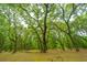 Peaceful, wooded lot with moss-draped trees and filtered sunlight at 8389 Chisolm Plantation Rd, Edisto Island, SC 29438