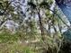 Lush, mature trees surrounding the property offering shade and privacy at 208 Howard St, Varnville, SC 29944