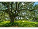 Large live oak tree with Spanish moss, grassy yard at 8083 Point Of Pines Rd, Edisto Island, SC 29438