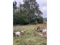 Serene pasture with goats, a hammock, and wooden bench at 1661 Lonnie Taylor Ln, Wadmalaw Island, SC 29487