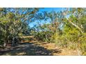 Wooded area with Spanish moss-draped trees and marsh grasses at 46 Chadwick Dr, Charleston, SC 29407