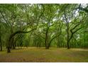 Lush green landscape with mature trees and Spanish moss at 8389 Chisolm Plantation Rd, Edisto Island, SC 29438