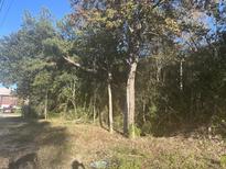 Wooded lot with mature trees and some undergrowth at 220 N Highway 52, Moncks Corner, SC 29461