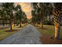 Long driveway lined with palm trees illuminated at sunset at 2773 Mt Carmel Rd, Walterboro, SC 29488