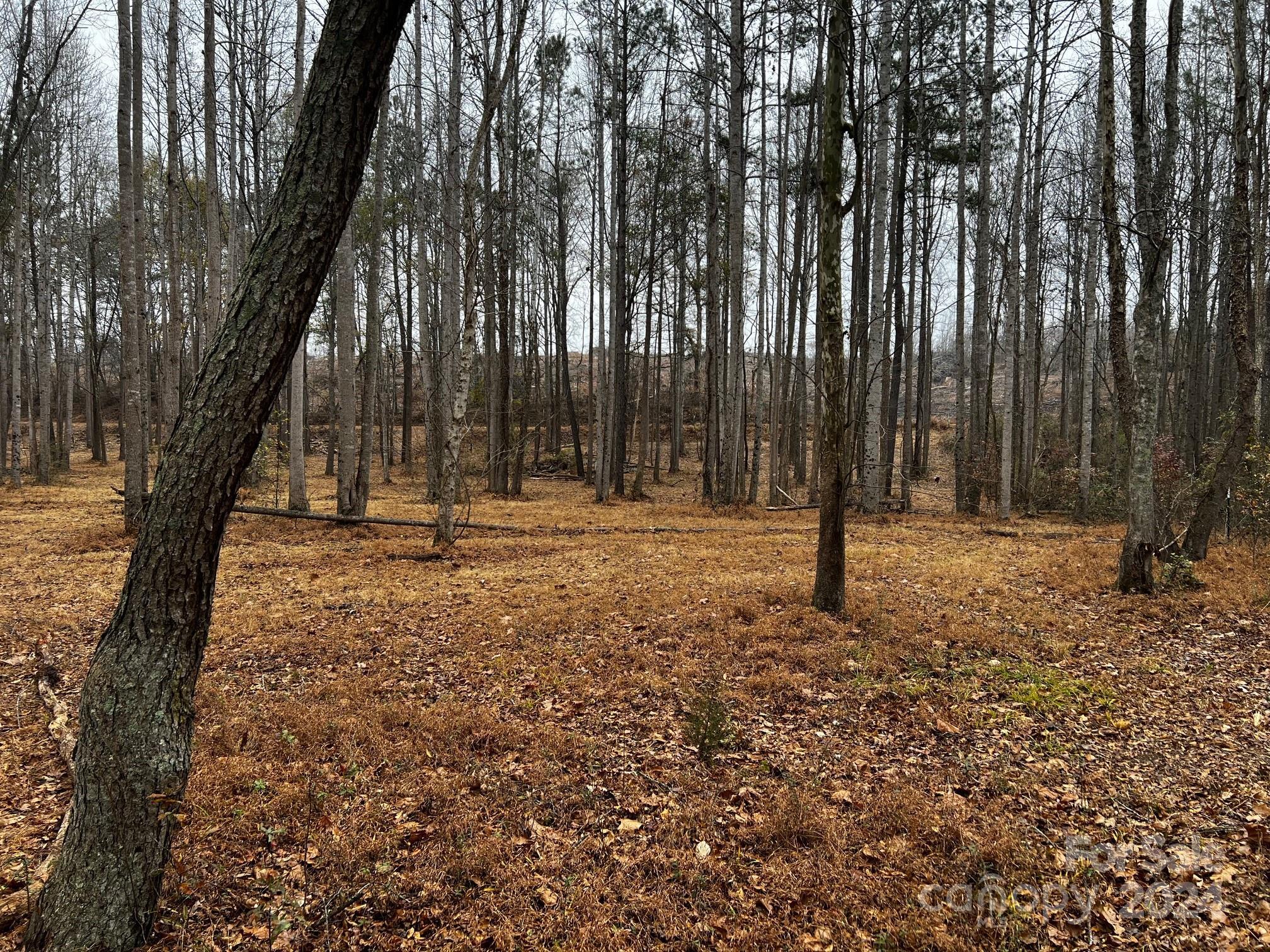 Photo #12