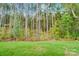 View of a lush wooded area with tall trees and green grass at 2016 Cedar Falls Dr # 7, Waxhaw, NC 28173