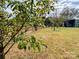 Pear tree laden with fruit, horses visible in the background at 1470 River Hills Ct, Taylorsville, NC 28681
