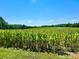 Expansive cornfield with lush green stalks at 8092 Riverview Rd, Norwood, NC 28128