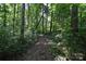 Image of a path through a dense forest with lush green trees and foliage at 3816 Alton St, Huntersville, NC 28078