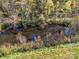 Aerial view of a creek surrounded by autumn trees and lush greenery at 846 Windy Oaks Way, Lancaster, SC 29720