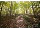 Wooded path through dense trees and ferns at 1111 & 1075 Turkey Creek Ridge Rd, York, SC 29745