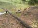 Charming view of geese near a pond, adding a touch of rustic charm to the property at 2484 Shelton Ave, Statesville, NC 28677
