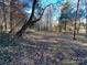 Wooded area behind the house with leaf covered ground at 4541 Hall Dairy Rd, Claremont, NC 28610
