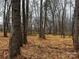 Open wooded area with mature trees and leaf-covered ground at 150A Lookout Dam Rd, Statesville, NC 28625