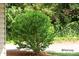 Landscaped area with a lush green shrub at 4605 Coronado Dr, Charlotte, NC 28212