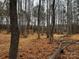 Open wooded area with tall trees and brown fallen leaves on the ground at 155A Lookout Dam Rd, Statesville, NC 28625