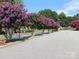 Houses and purple crape myrtles line street at 204 W 18Th St, Newton, NC 28658