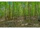 Wooded lot with tall trees and natural undergrowth at 5621 Mount Olive Church Rd, Charlotte, NC 28278