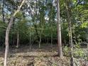 Wooded lot with mature trees and underbrush at 28778 Nc Hwy 73 Hwy, Albemarle, NC 28001