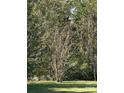 Several trees in a grassy area at 868 Bethesda Rd, Statesville, NC 28677