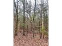 Dense woods with leaf covered ground at 1178 Great Falls Hwy, Chester, SC 29706